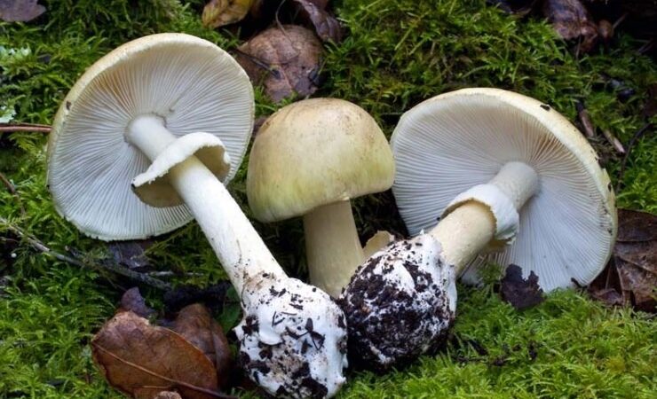 l’Angelo della morte Amanita phalloides