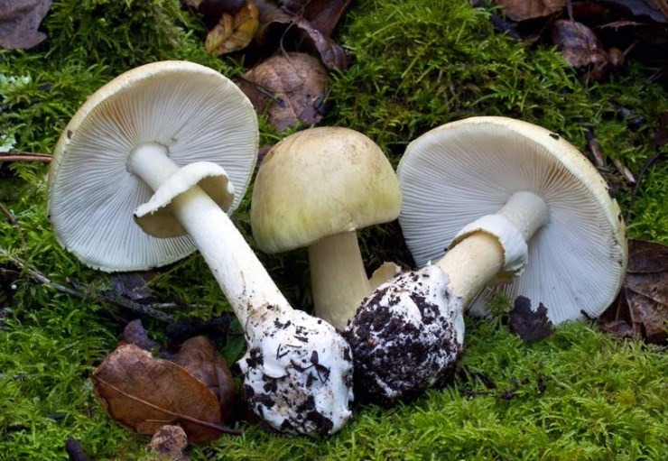 l’Angelo della morte Amanita phalloides