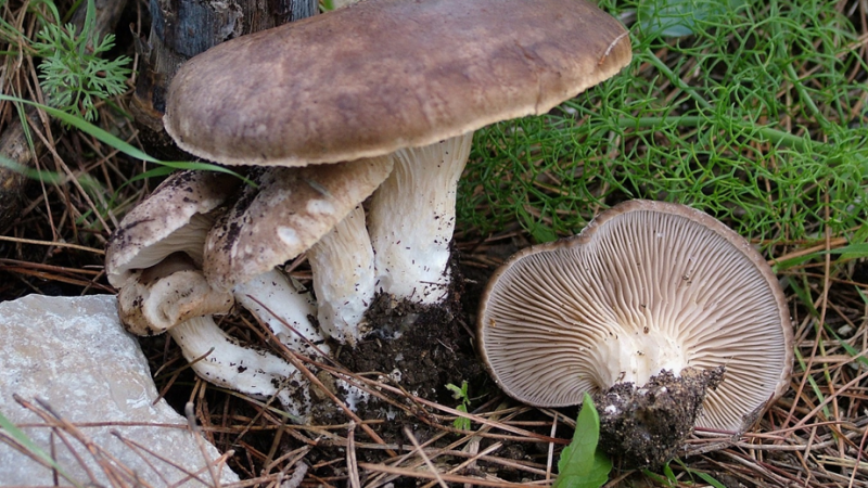 I PLEUROTUS