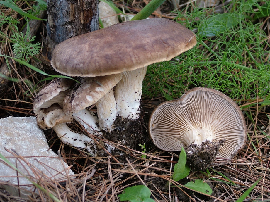 I PLEUROTUS